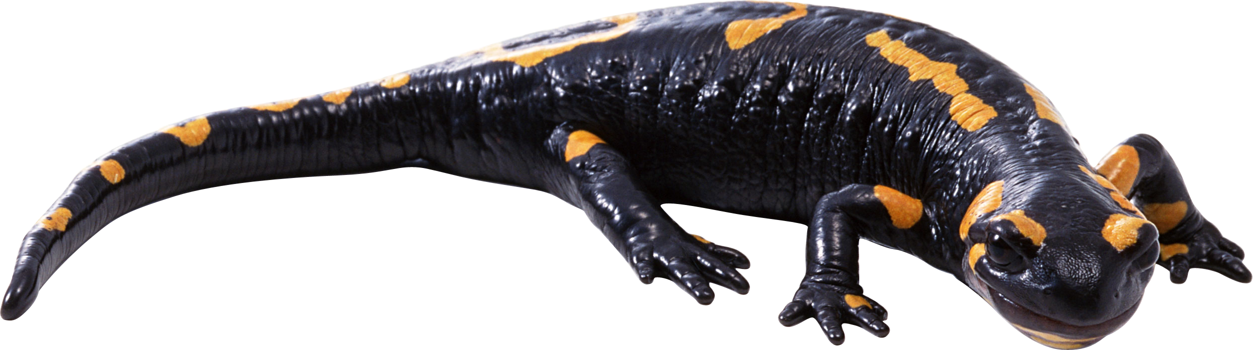 Gecko Transparent PNG Image