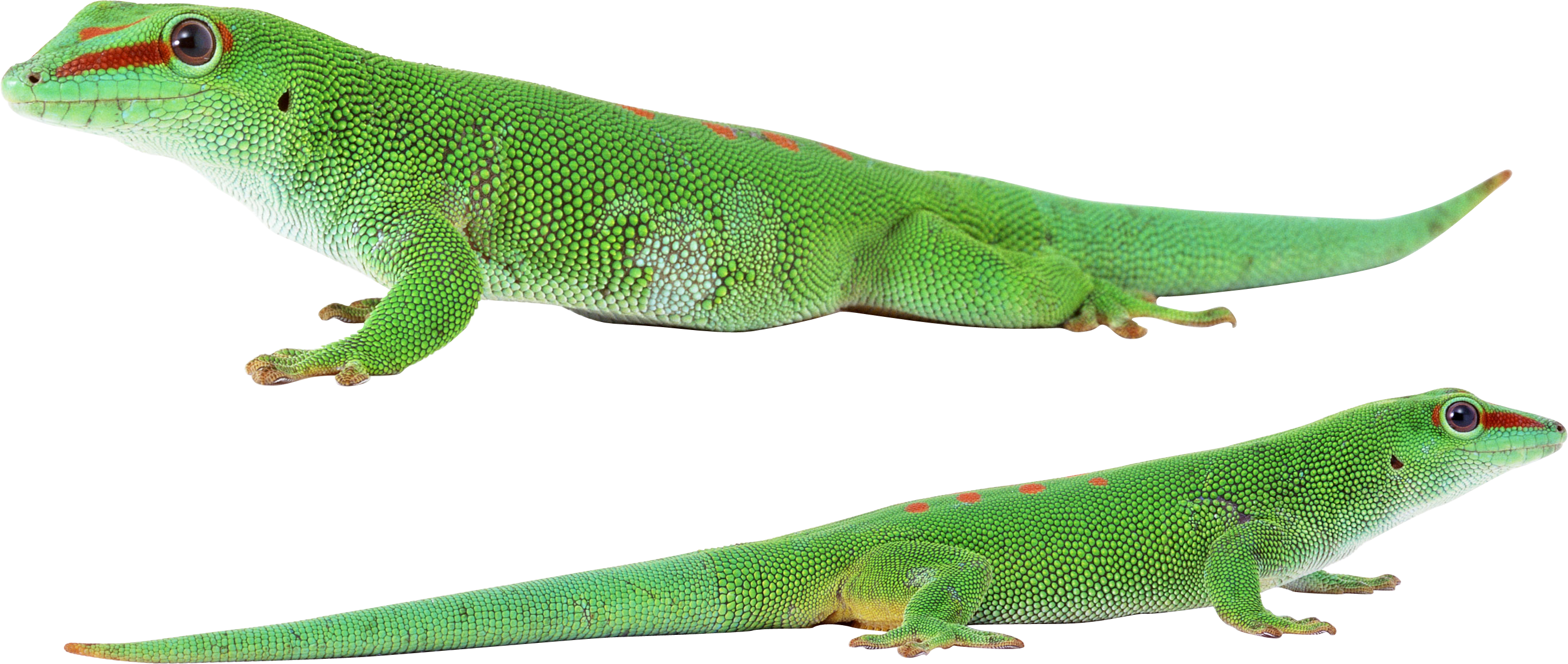 Gecko Transparent PNG Image