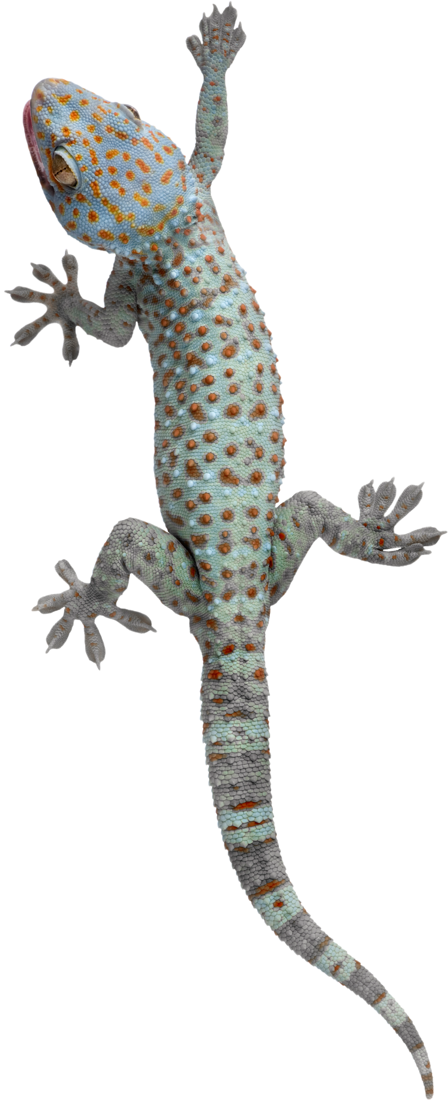 Gecko Transparent PNG Image