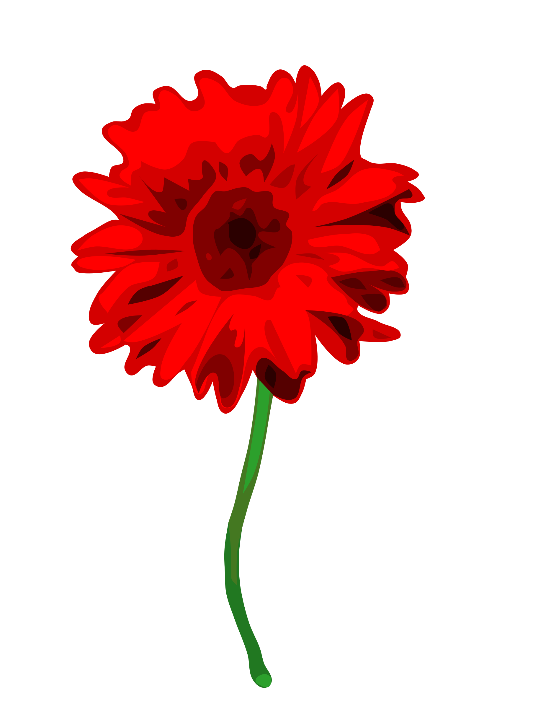 Gerbera Transparent PNG Image