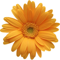 Gerbera File Transparent HQ PNG Download | FreePNGImg