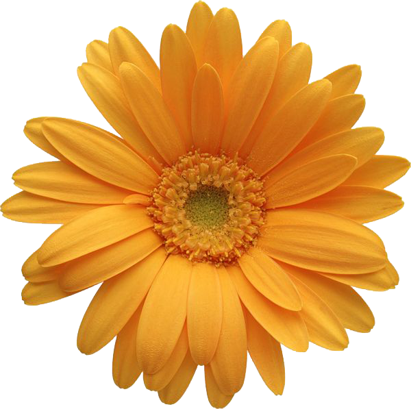 Gerbera File Transparent HQ PNG Download | FreePNGImg