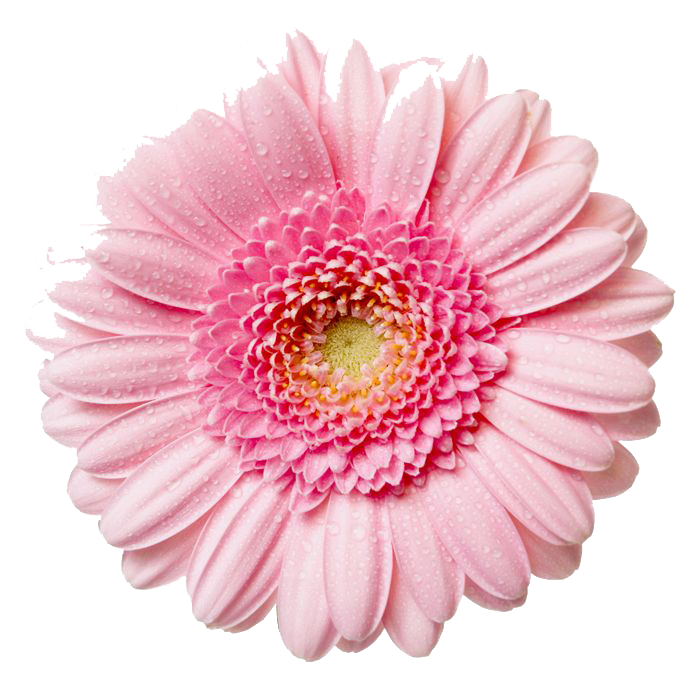 Gerbera Image PNG Image