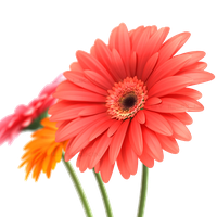 Gerbera Transparent Image PNG
