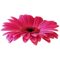 download gerbera free png photo images and clipart freepngimg download gerbera free png photo images