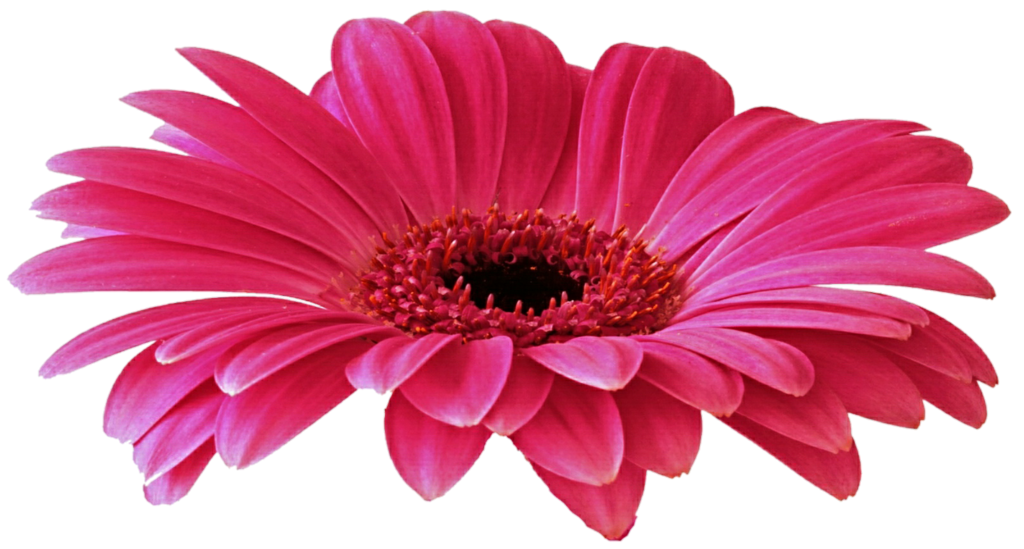 Gerbera Free Download PNG Image