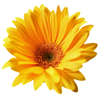 Download Gerbera Free PNG photo images and clipart | FreePNGimg