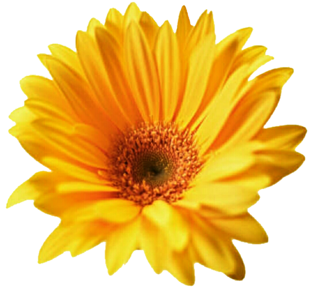 Gerbera Transparent Transparent PNG Image