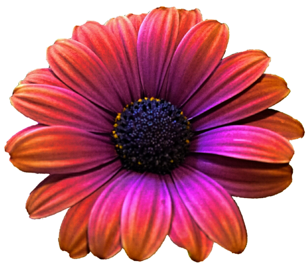 Gerbera Picture PNG Image