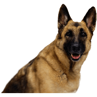 German Shepherd Transparent PNG Image