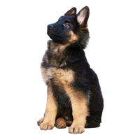German Shepherd Transparent PNG Image