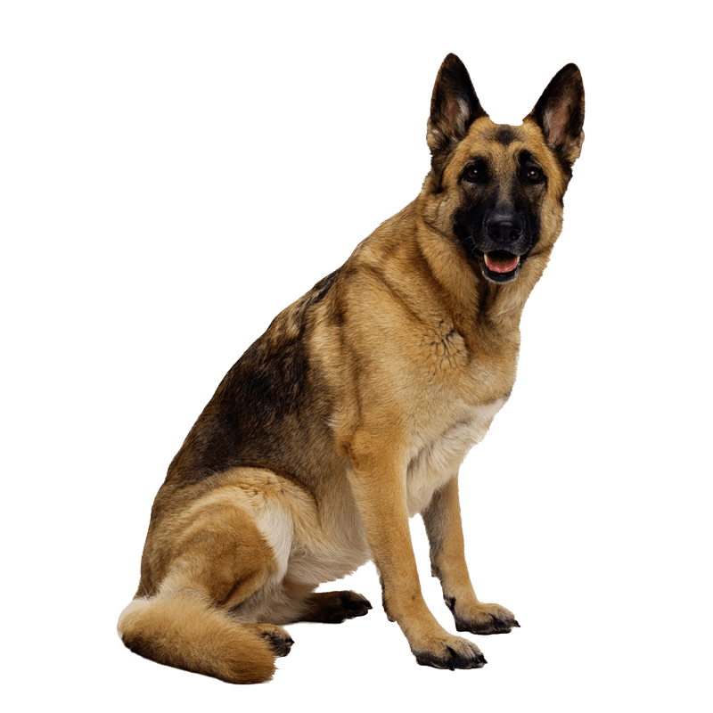 German Shepherd Transparent PNG Image