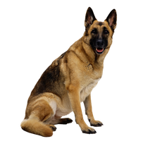 German Shepherd PNG