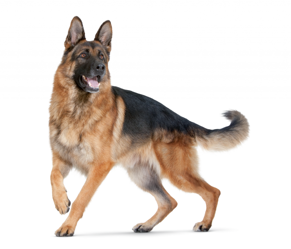 German Shepherd Transparent PNG Image