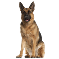 German Shepherd PNG
