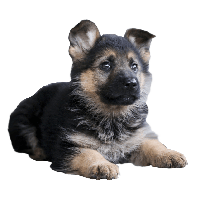 German Shepherd PNG