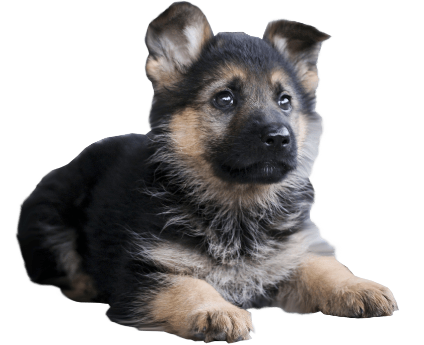 German Shepherd Transparent PNG Image