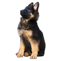 German Shepherd PNG