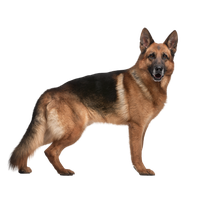 German Shepherd PNG