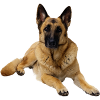 German Shepherd PNG