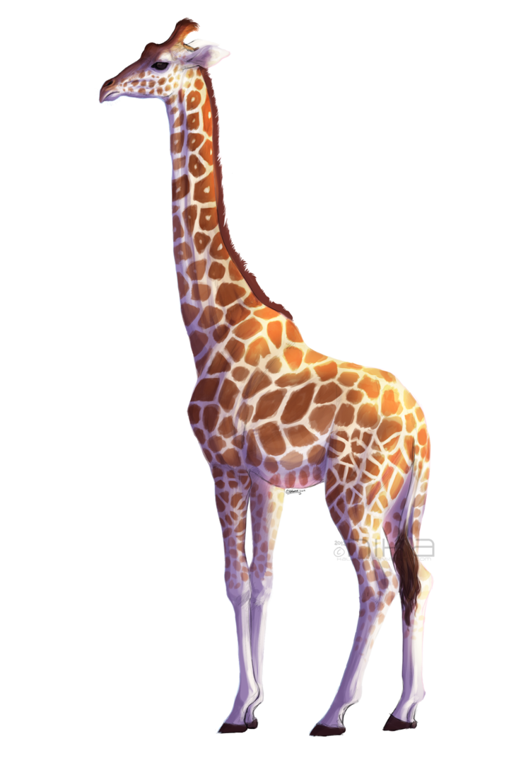 Giraffe African Free Clipart HQ PNG Image