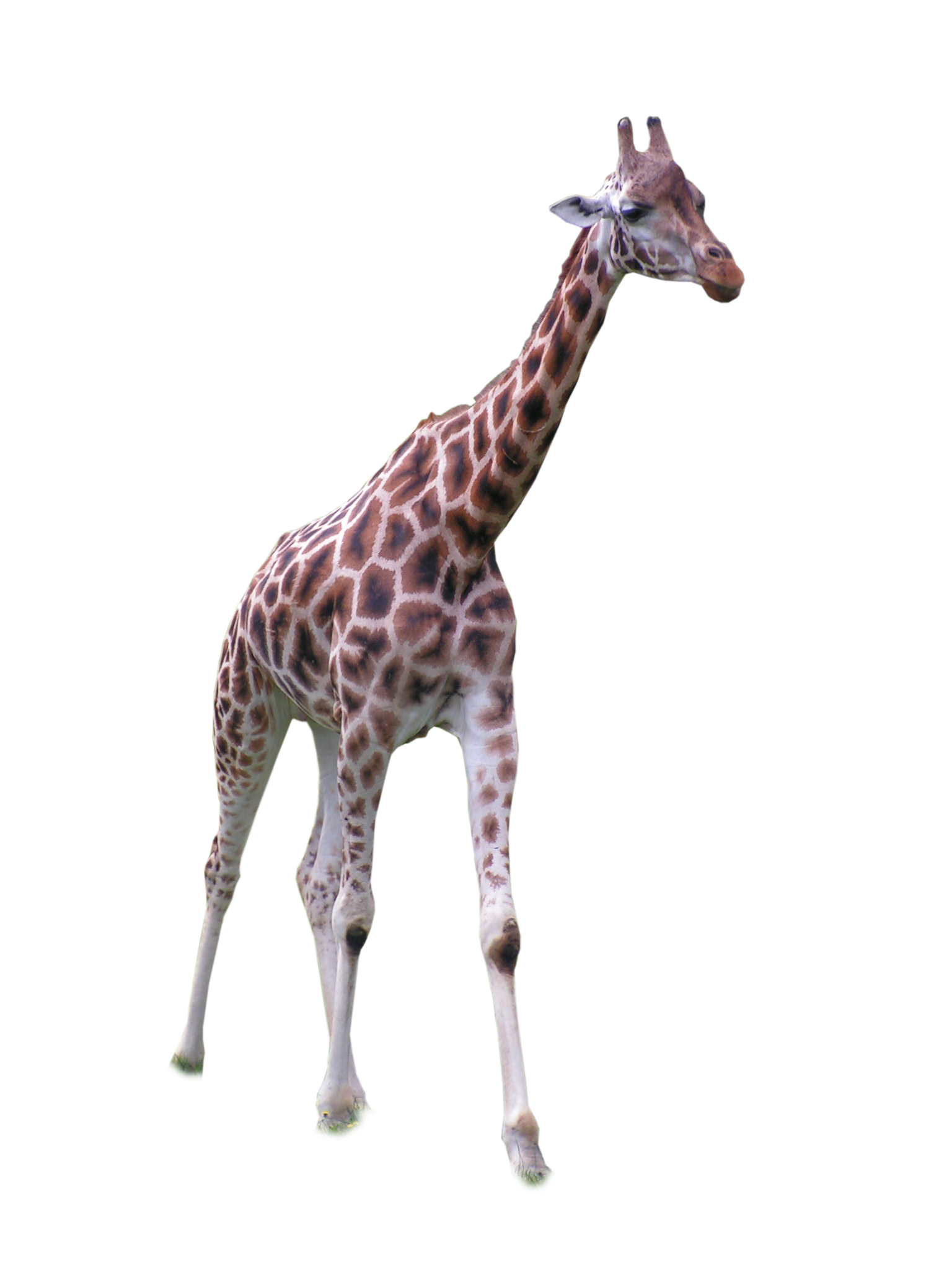 Giraffe African PNG File HD PNG Image