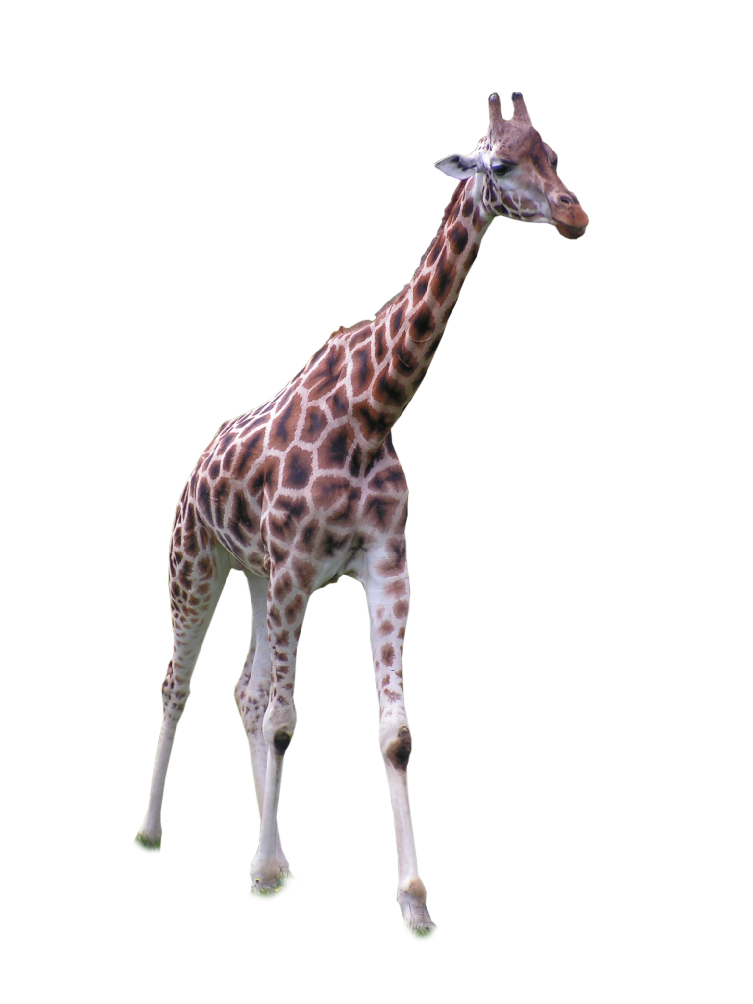 Giraffe African PNG File HD Transparent PNG Image