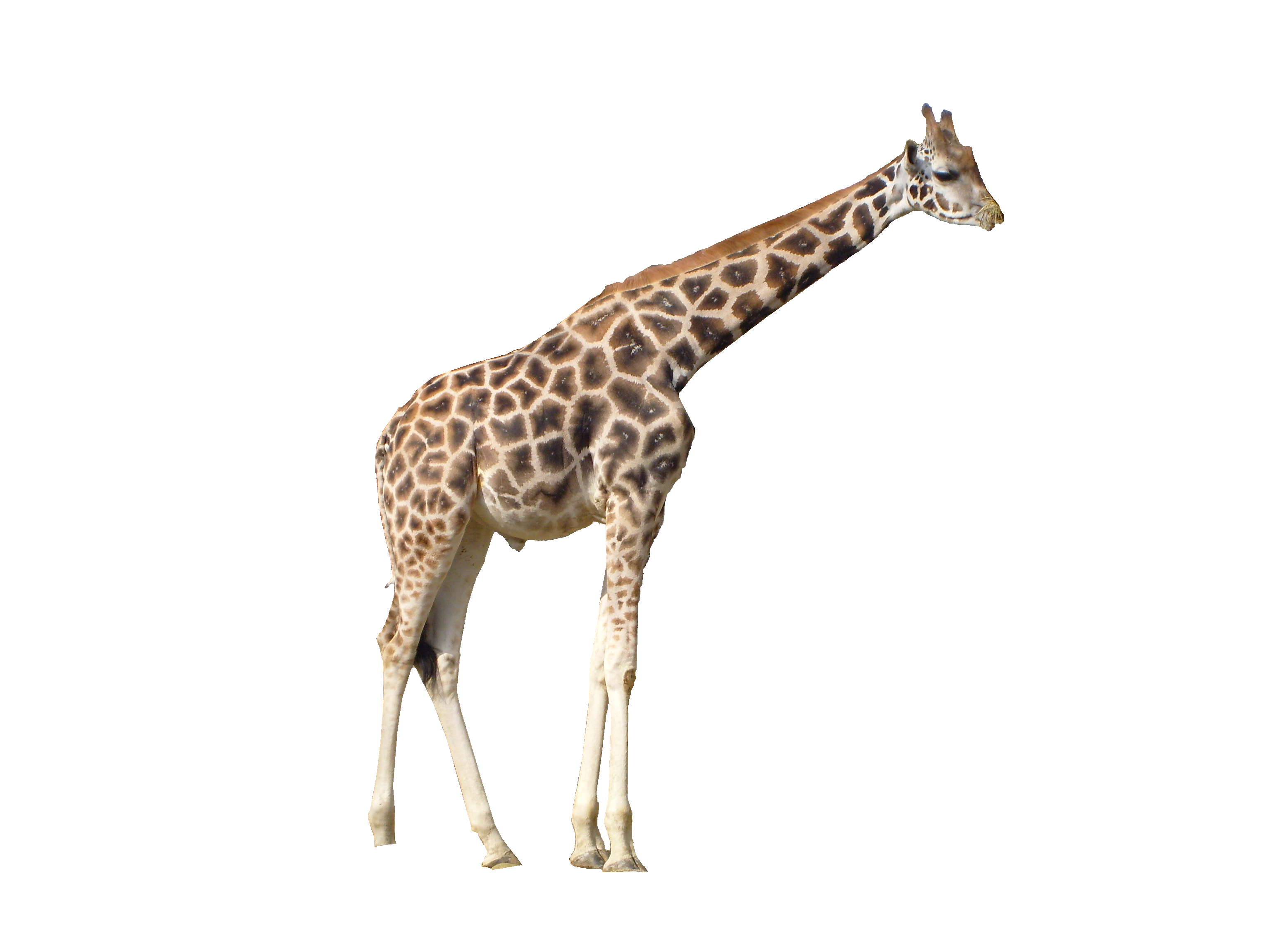 Photos Giraffe African Download Free Image PNG Image