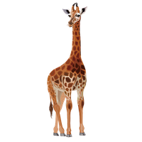 Giraffe Pic African Free Download PNG HQ PNG Image