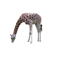 Giraffe African HD Image Free PNG Image