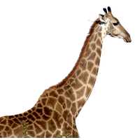 Giraffe African Free Clipart HQ PNG Image