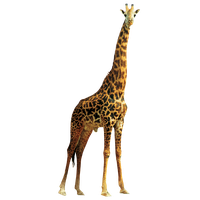 Giraffe PNG Free Photo PNG Image