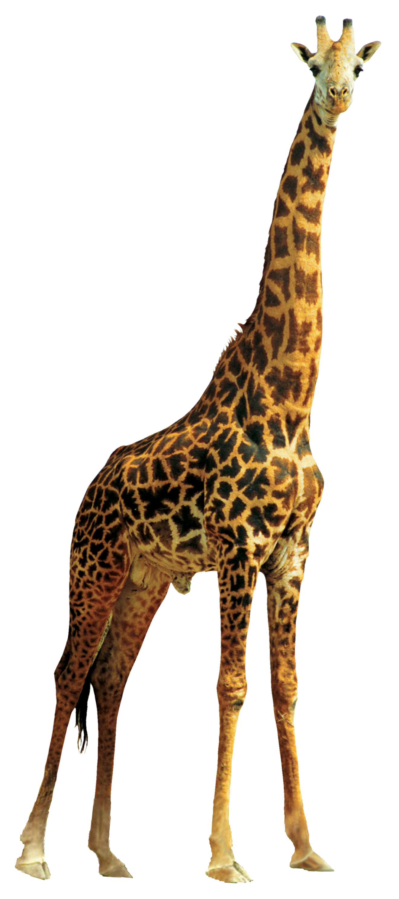 Giraffe PNG Free Photo PNG Image
