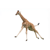 Giraffe Pic PNG File HD PNG Image