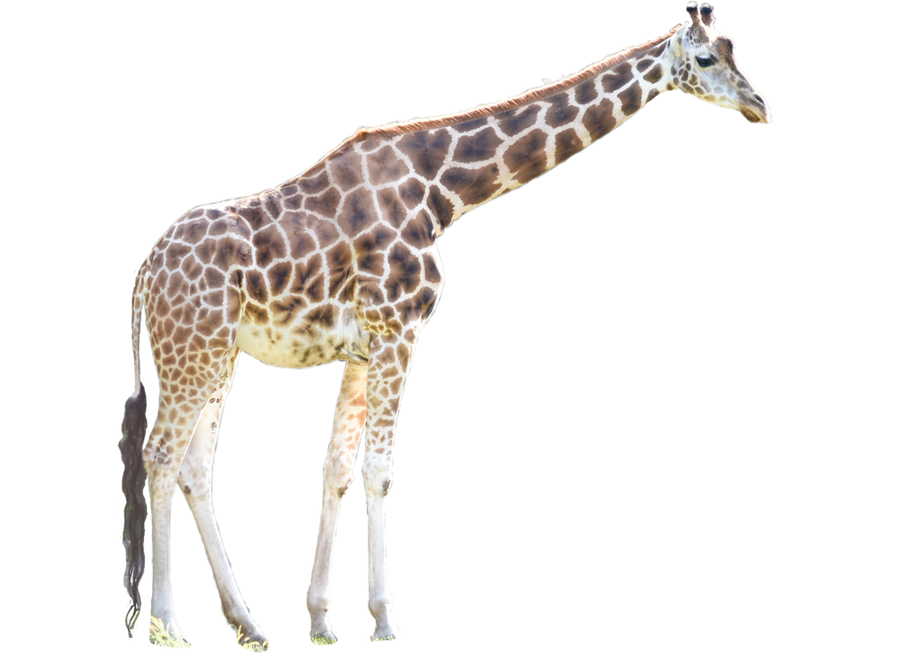 Giraffe Free HD Image PNG Image