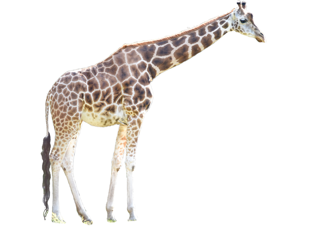 Giraffe Free HD Image Transparent PNG Image