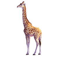 Giraffe Vector Pic Download Free Image PNG