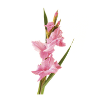 Gladiolus Transparent Image PNG Image