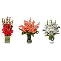 Gladiolus Clipart PNG Image