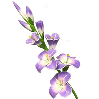 Gladiolus Transparent Picture PNG Image