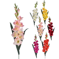 Gladiolus Transparent PNG Image