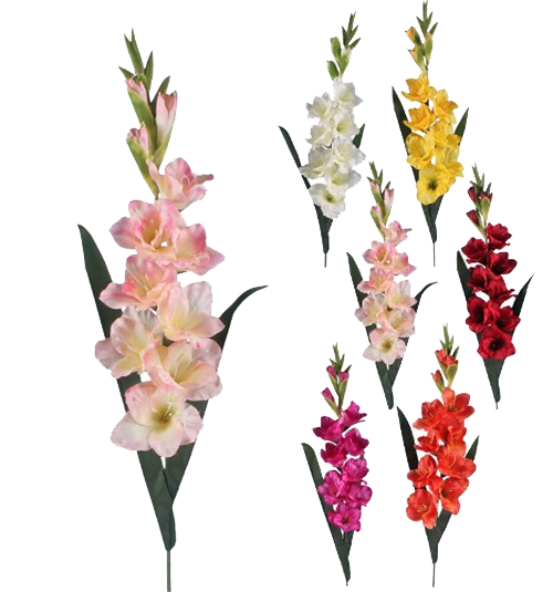 Gladiolus Transparent PNG Image