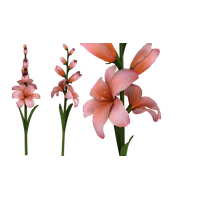 Gladiolus Photo PNG Image