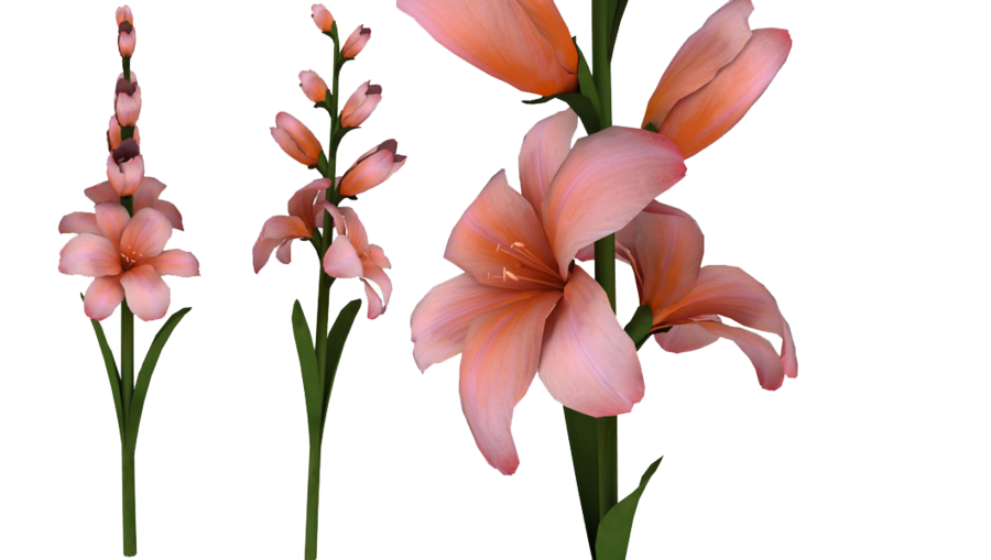 Gladiolus Photo PNG Image