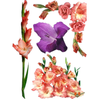 Gladiolus File PNG Image