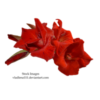 Gladiolus Transparent PNG Image