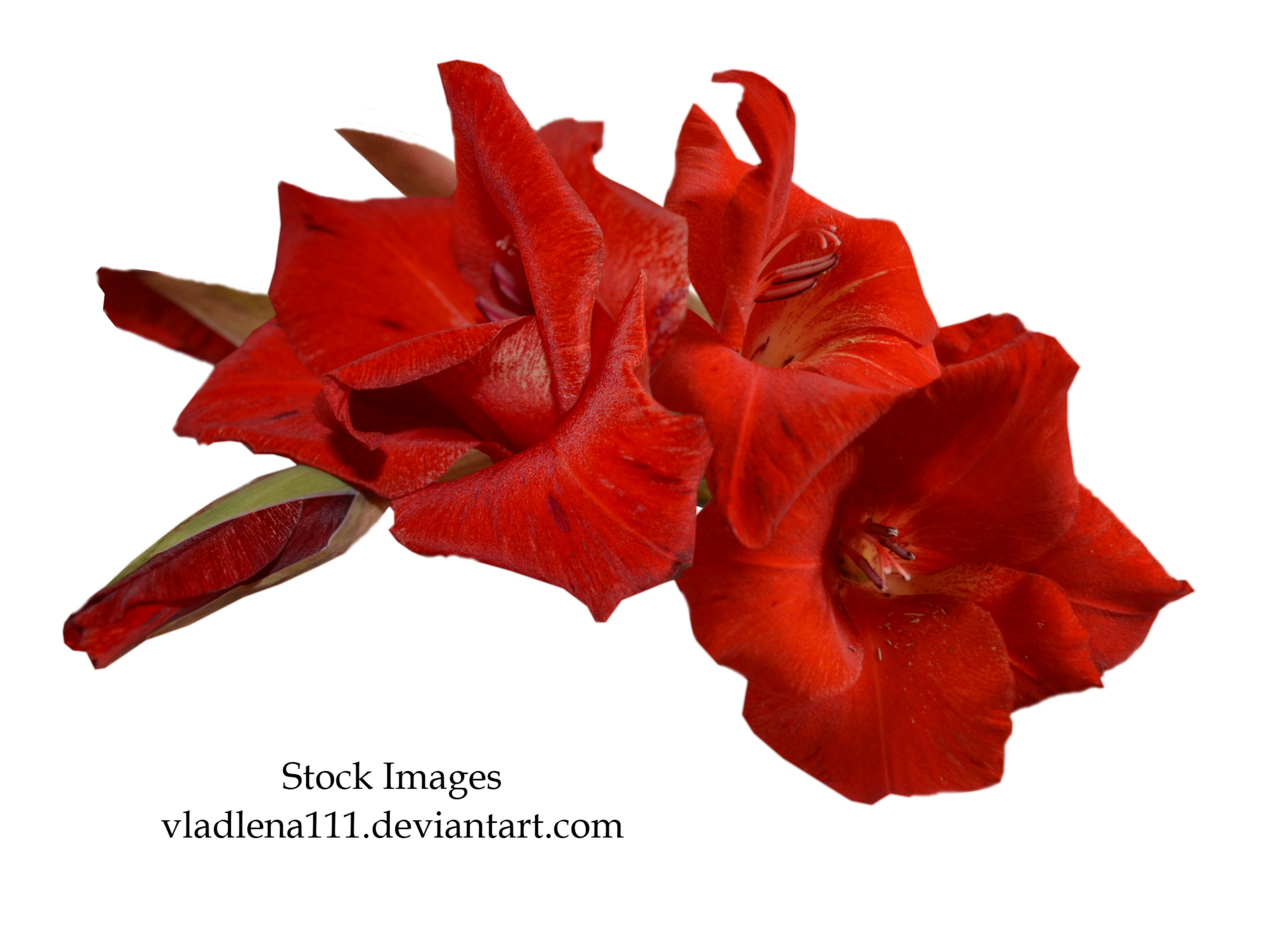 Gladiolus Transparent PNG Image