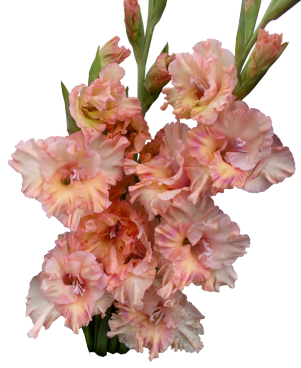 Gladiolus Photos PNG Image