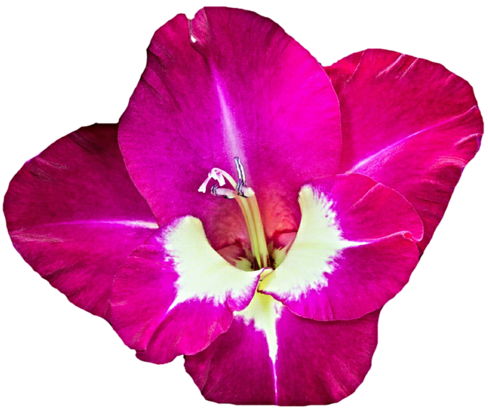 Gladiolus Free Download PNG Image