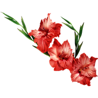 Gladiolus Transparent Background PNG Image